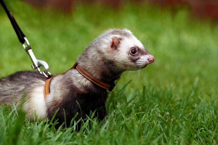 Ferret goes for walk in the grass on its leash.