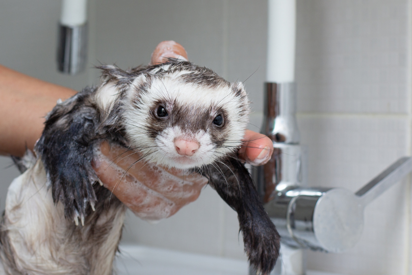 Pet ferret covered in soap getting a bath from owner