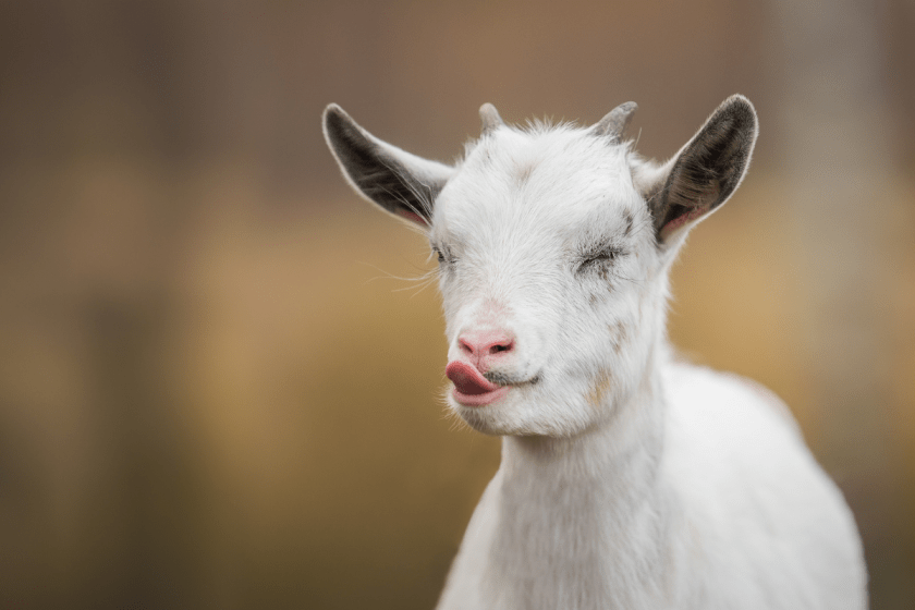 Goats as Pets 4 Reasons Why Pet Goats Are a Fantastic Idea
