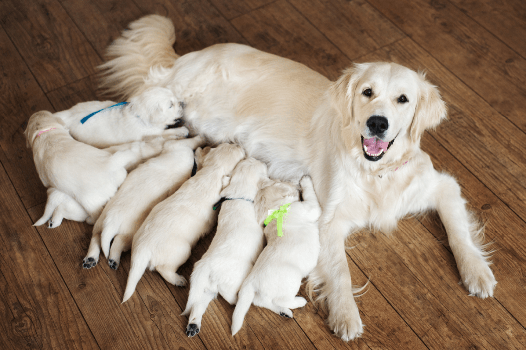 How Long Are Dogs Pregnant? Average Length + Signs to Watch For