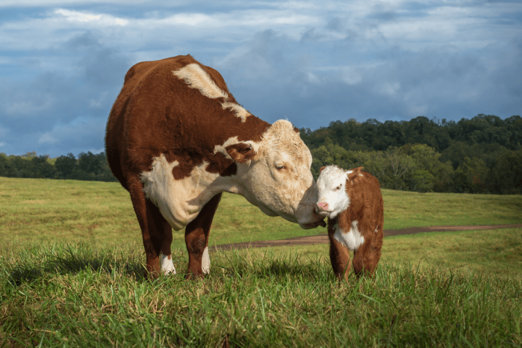 How Long Is a Cow Pregnant? Well, That Depends.