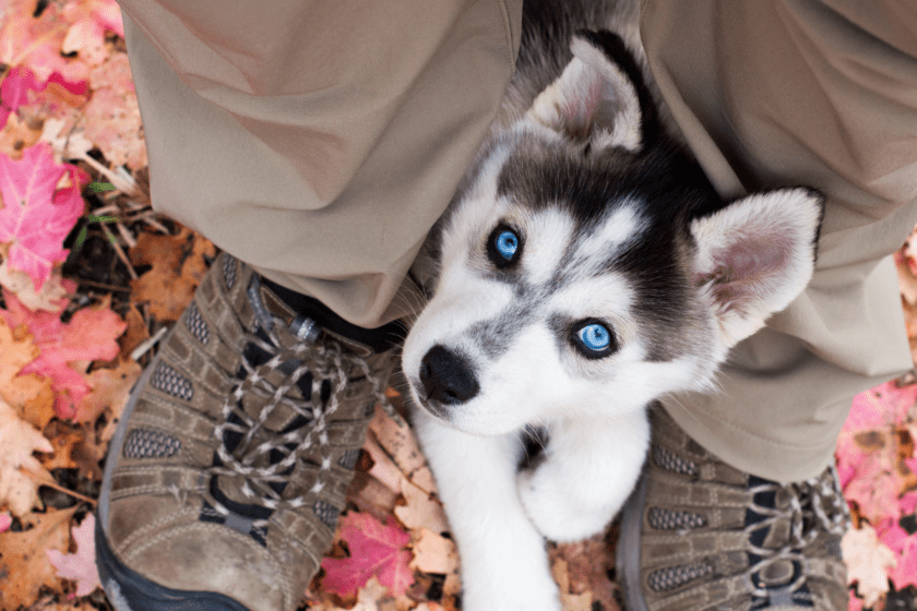 Husky puppy sits at owner's feet.