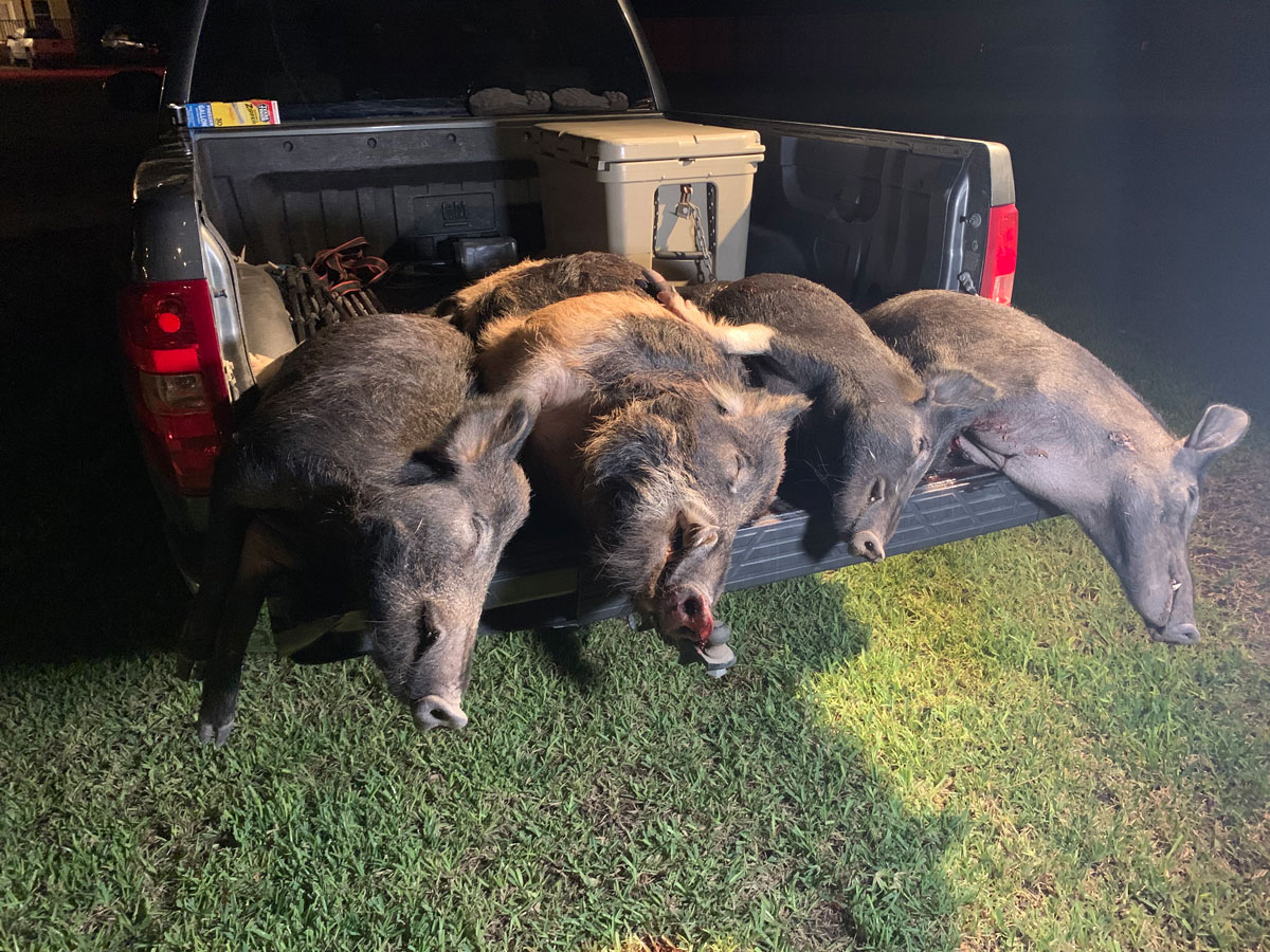 hog hunting