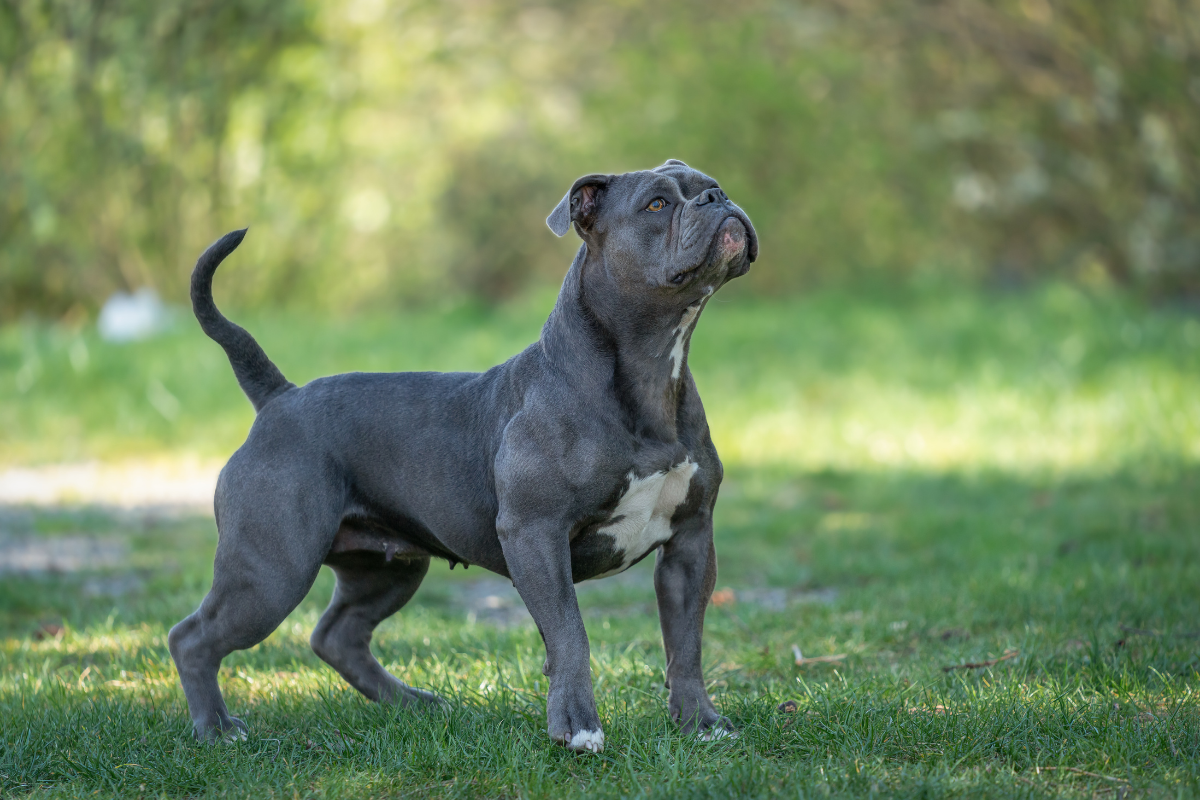 Olde pit deals bulldogge