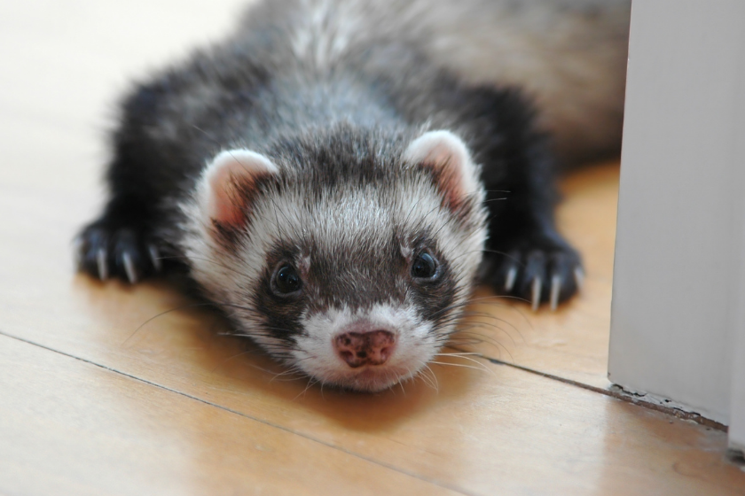 Ferret lays flat on the ground.