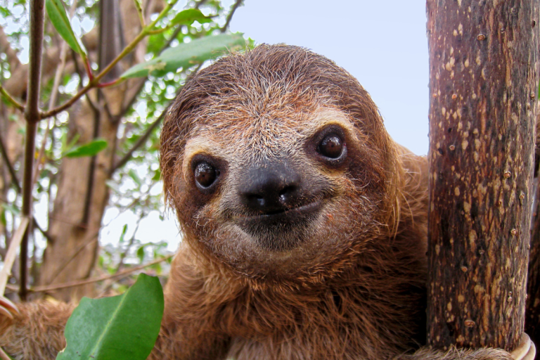 Sloth Home Sloths as Pets: Why It's Not a Good Idea to Bring Sloths Home