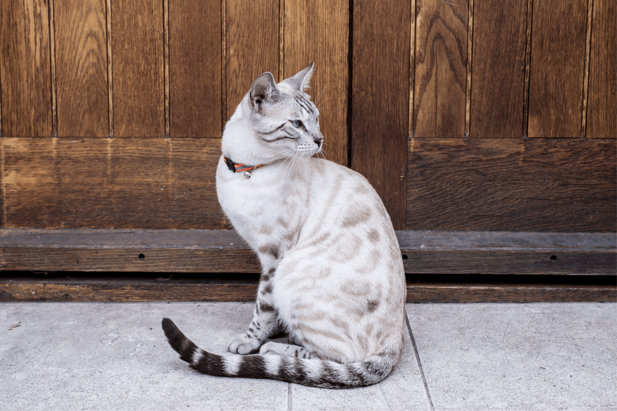 Grey bengal cat deals