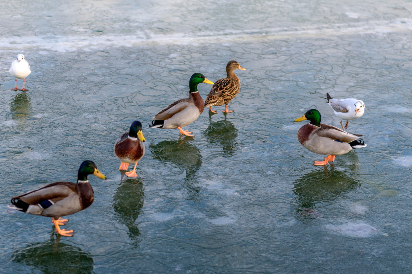 duck hunting golden rules