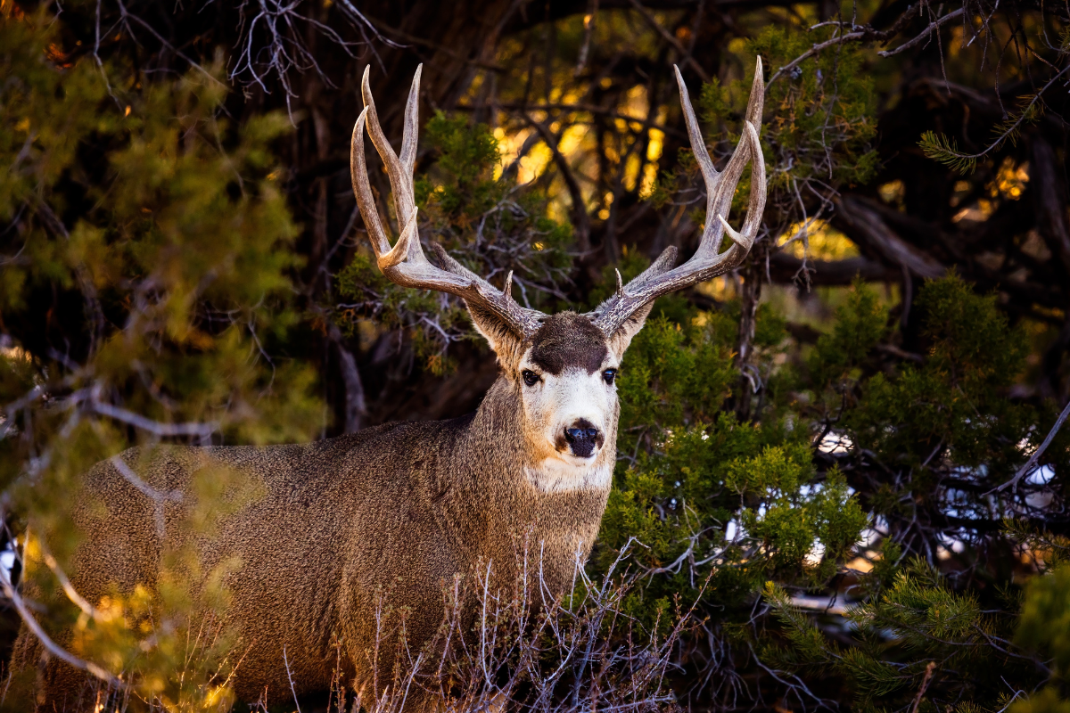 4 Biggest Mule Deer Kills of All-time