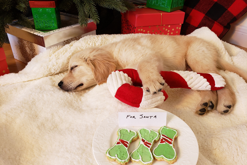 can dogs eat candy canes