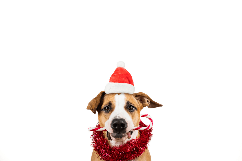Can Dogs Eat Candy Canes? Information About Xylitol Poisoning