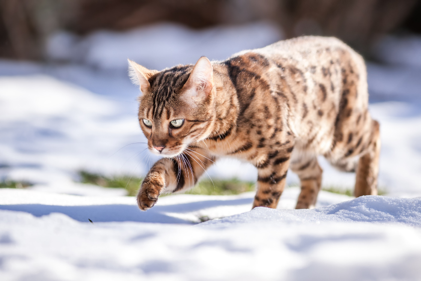 snow bengal cat