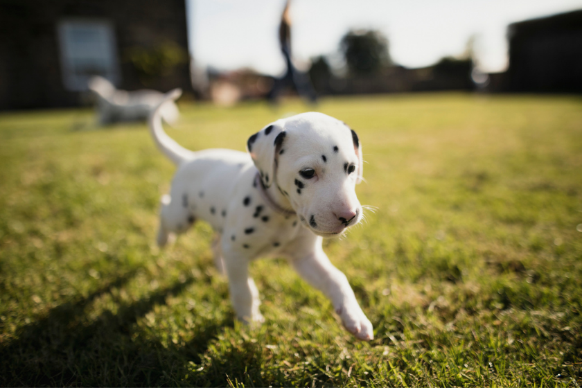 dalmatian puppies cost