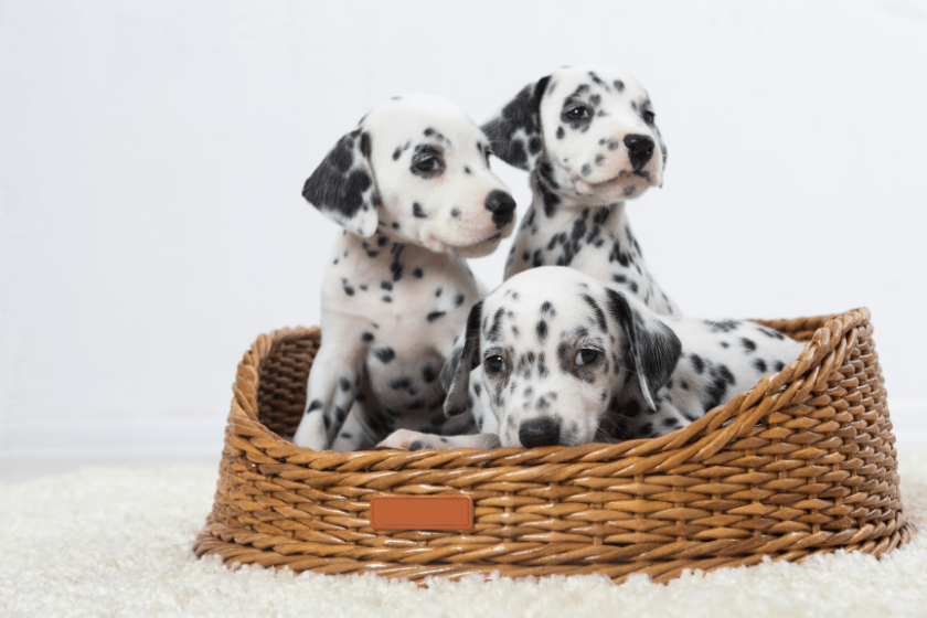 dalmatian puppies cost