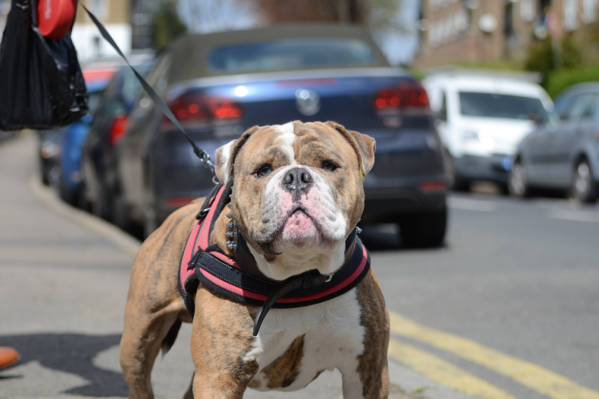 olde english bulldogge on harness