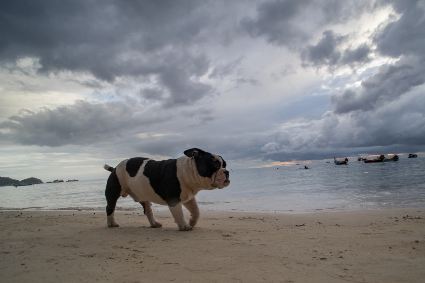 olde english bulldog walking on beach