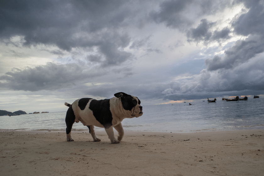 olde english bulldog walking on beach