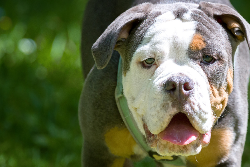 old english bulldog on green background