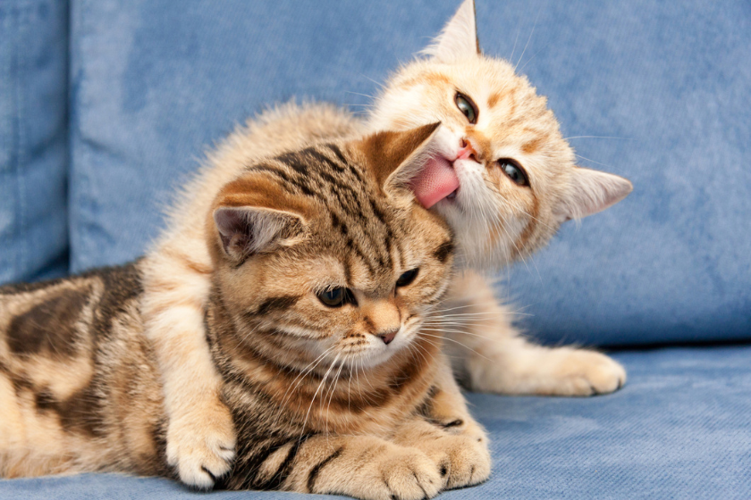 cats licking each other