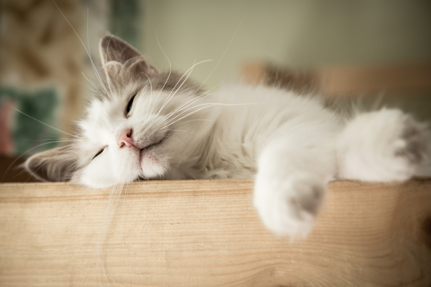 feline lying on wood