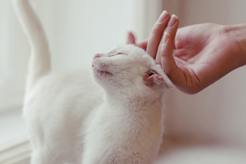 feline being pet