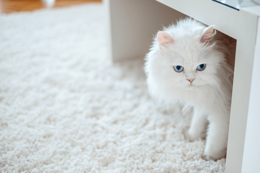 white cat names