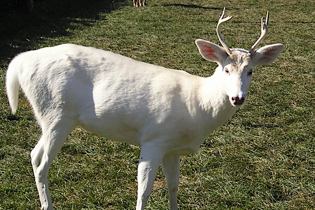 Albino Deer
