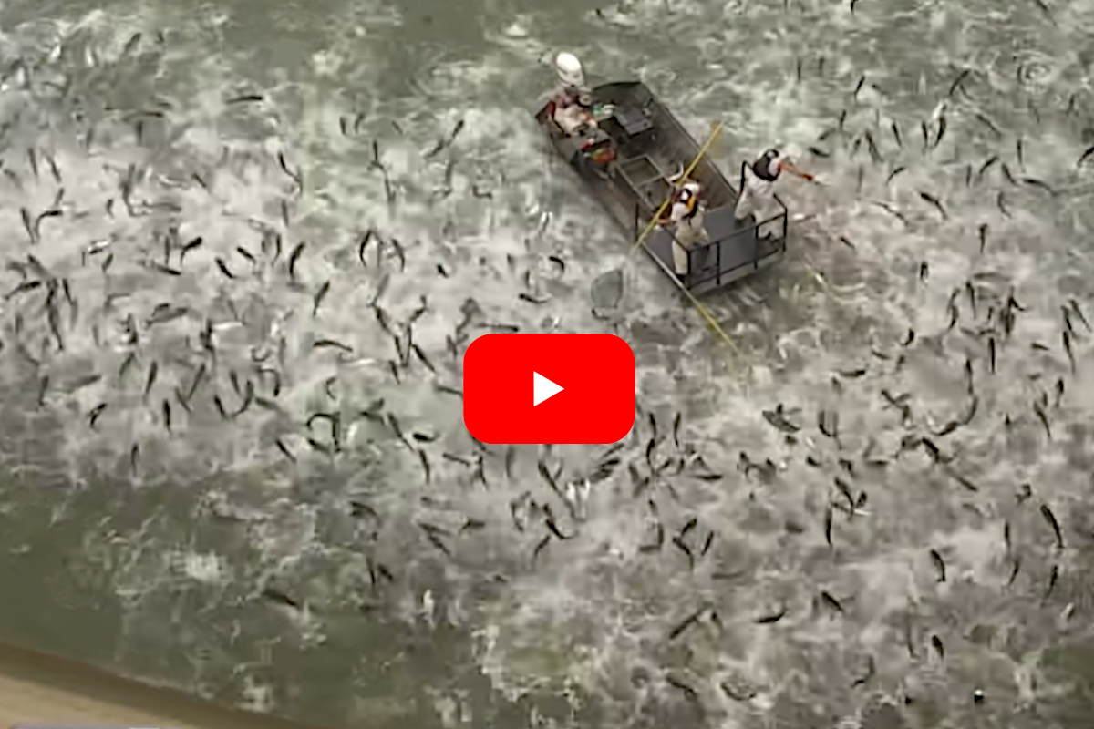 Electrofishing a River Full of Asian Carp Reveals the Extent of the