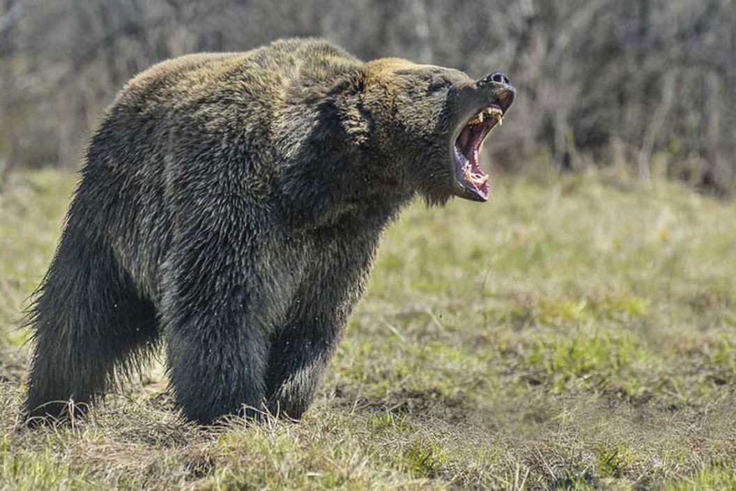 bear defense guns