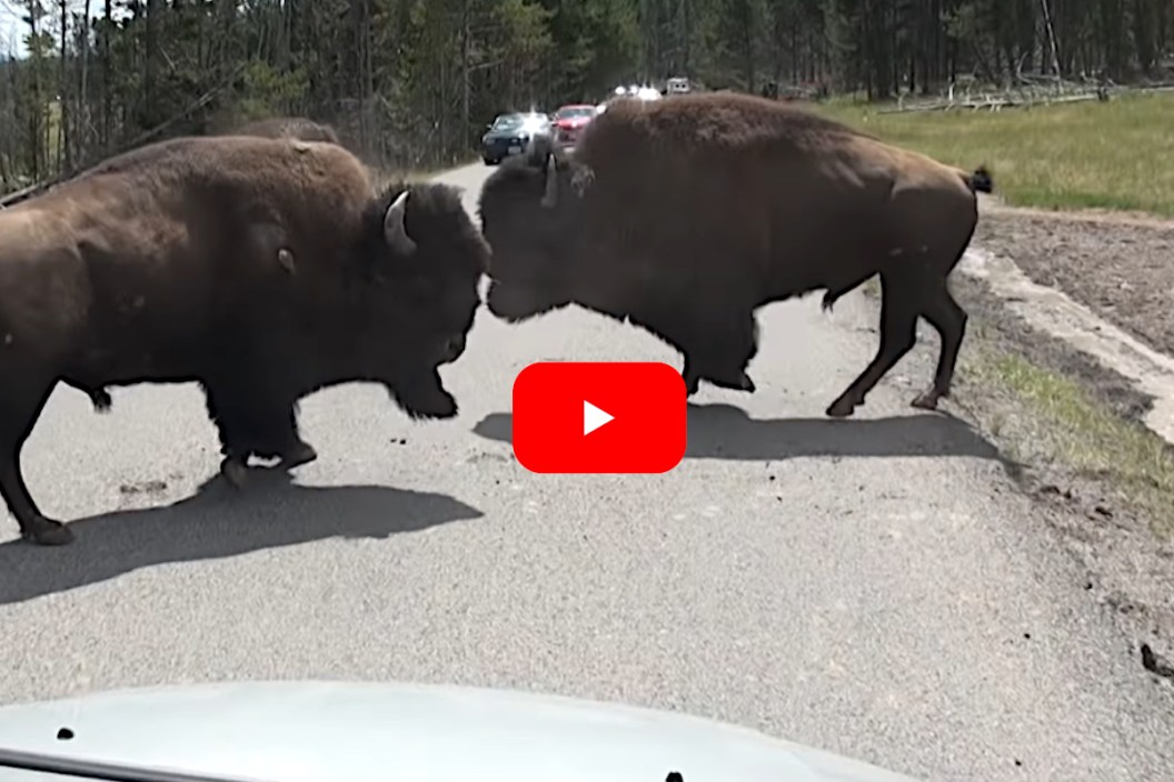 Bison Fight