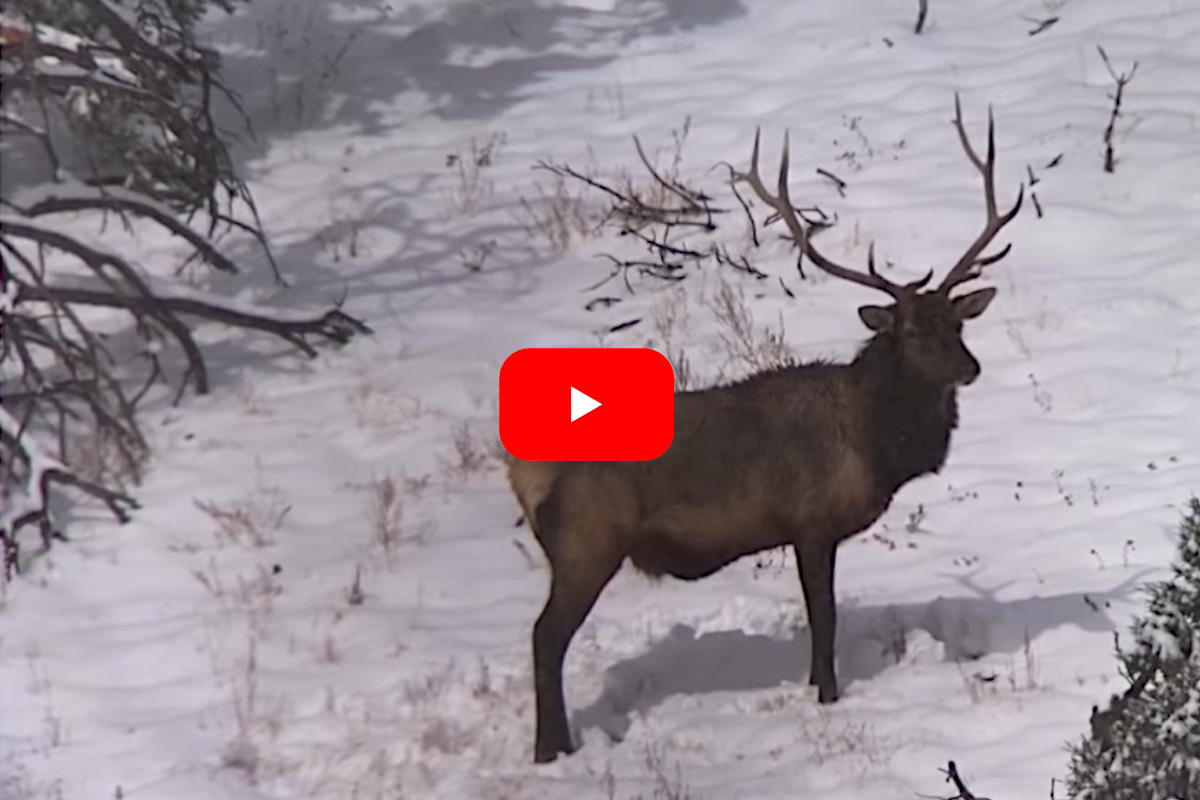 Bull Elk