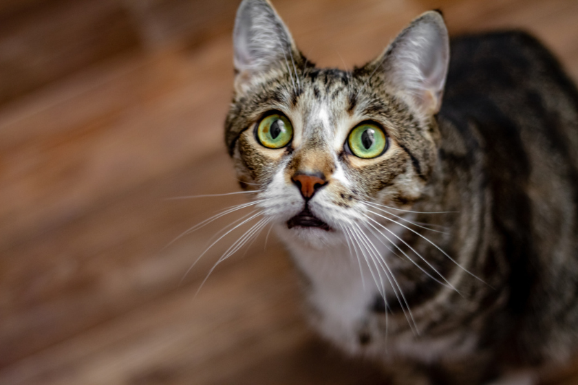 cat stares up at its owner