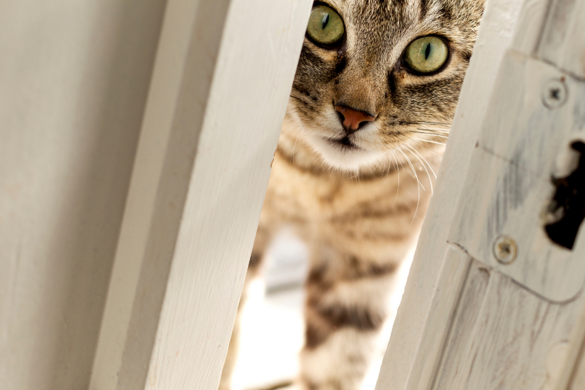 cat stares through doorway
