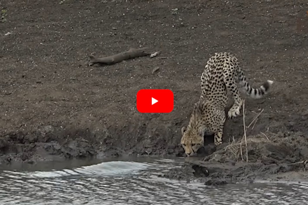Cheetah vs Crocodile