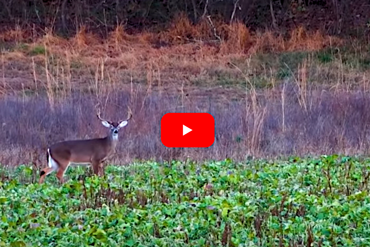 Deer Brain Abscess
