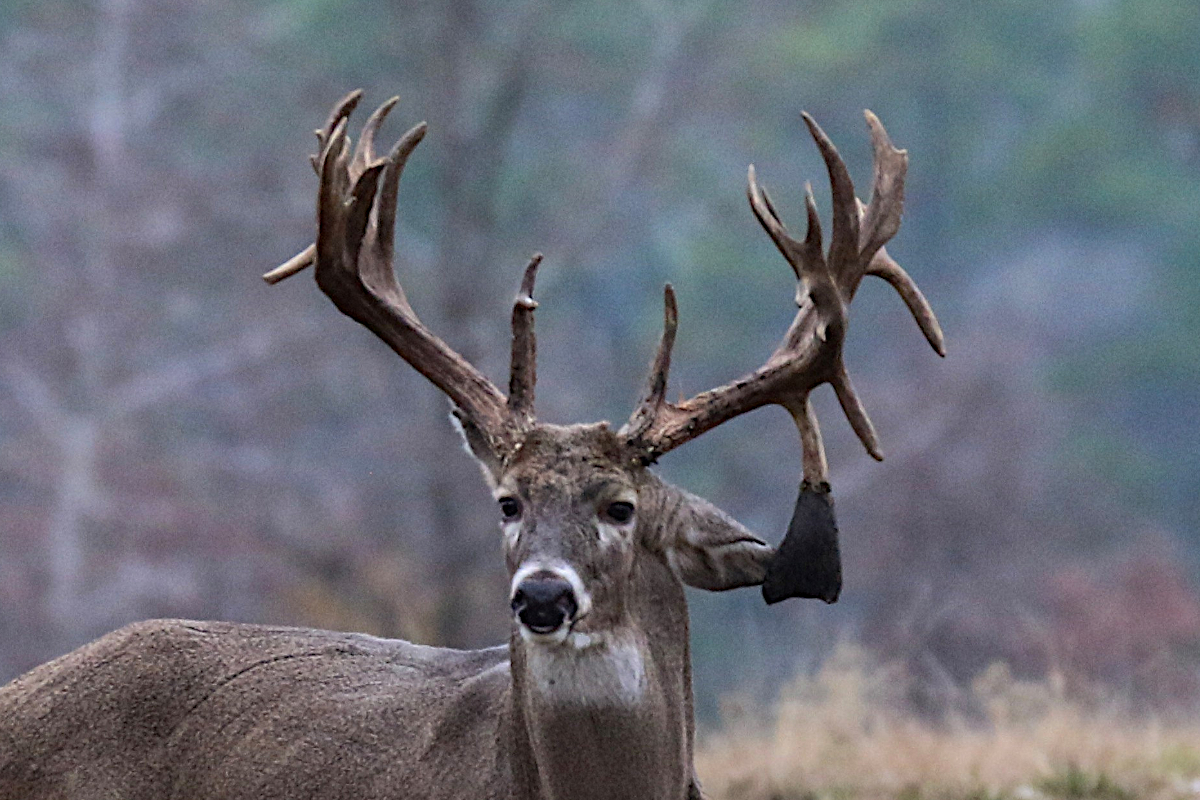 Deer Hunting in Ohio