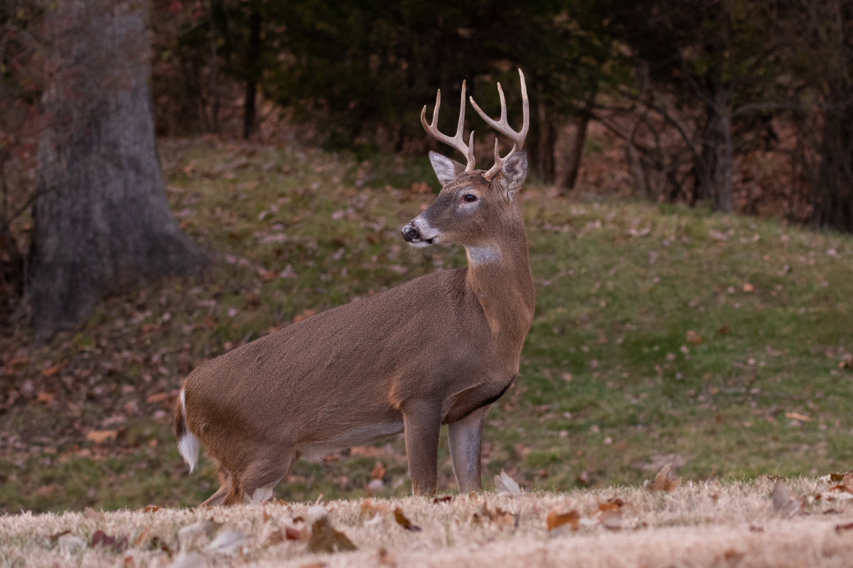 Deer Poaching