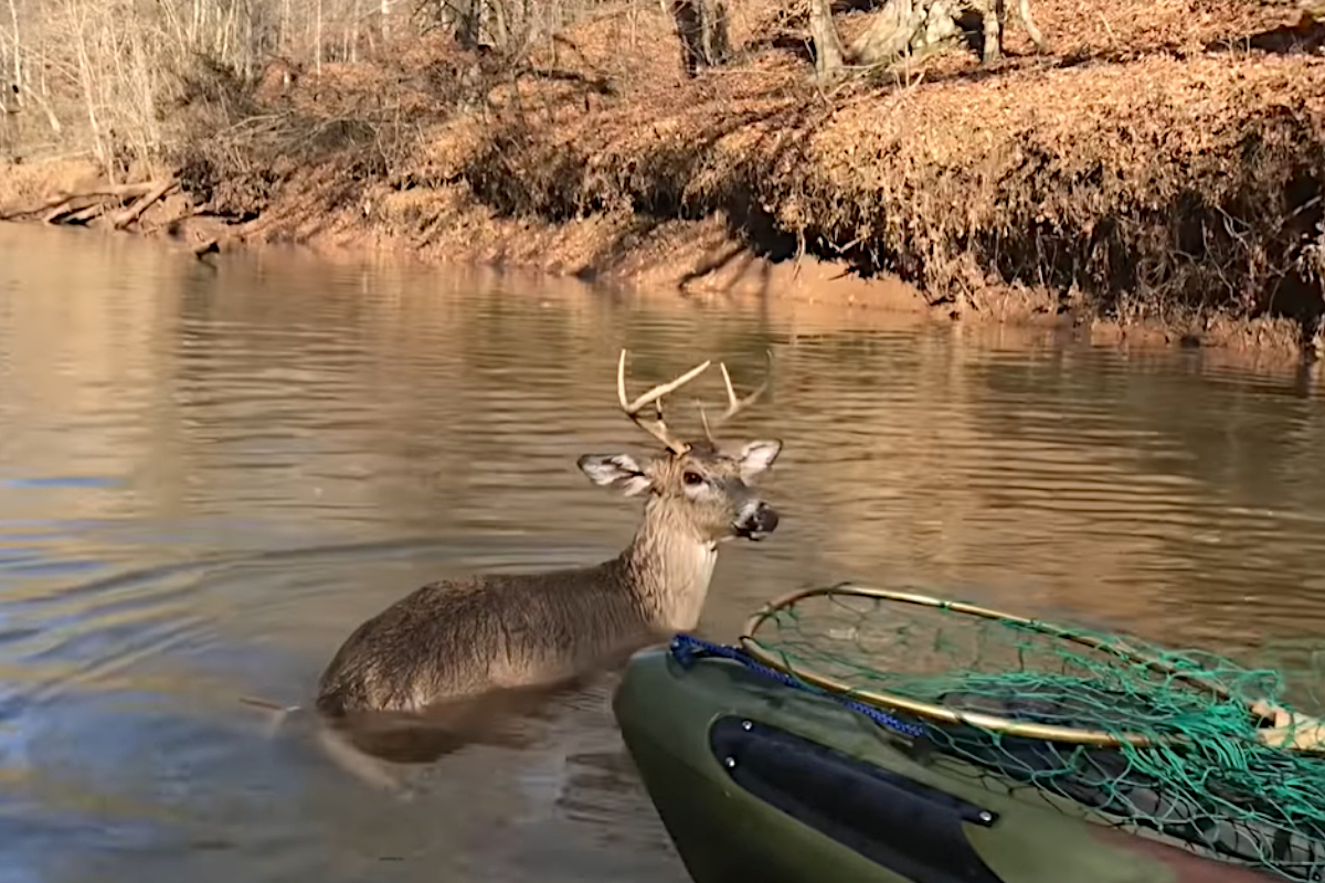 Deer Rescue