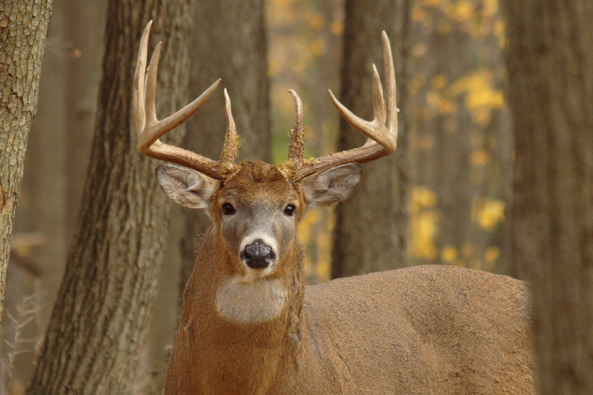Deer Sounds