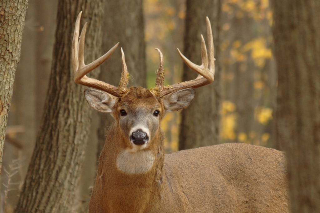 Deer Sounds Making Sense of Noises You Hear in the Woods