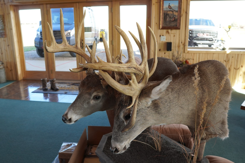 Pedestal deer mount of two locked-up whitetail bucks.