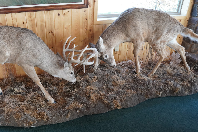 Two full-body taxidermy mounts of whitetail deer fighting.