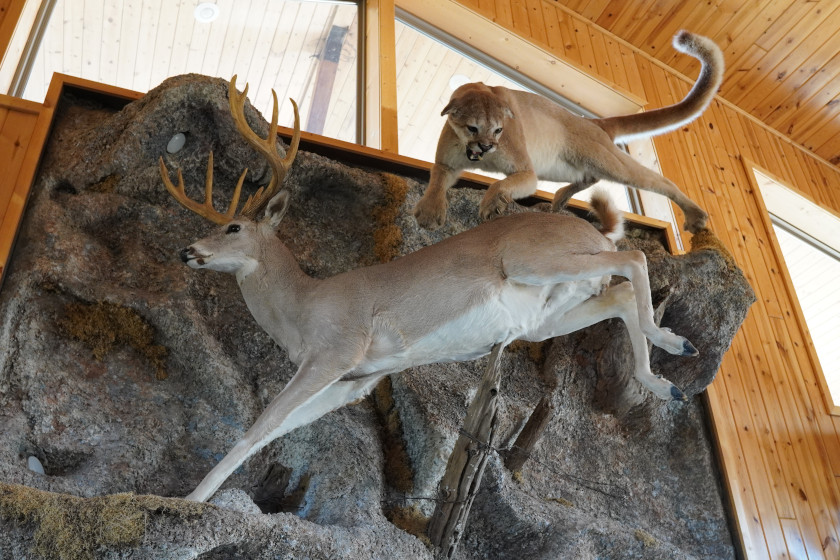 A full body mount of a whitetail deer and a mountain lion.