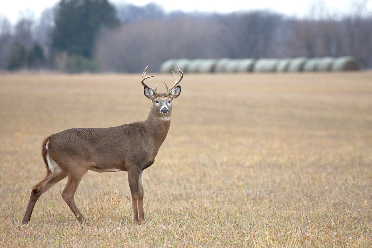 deer vitals