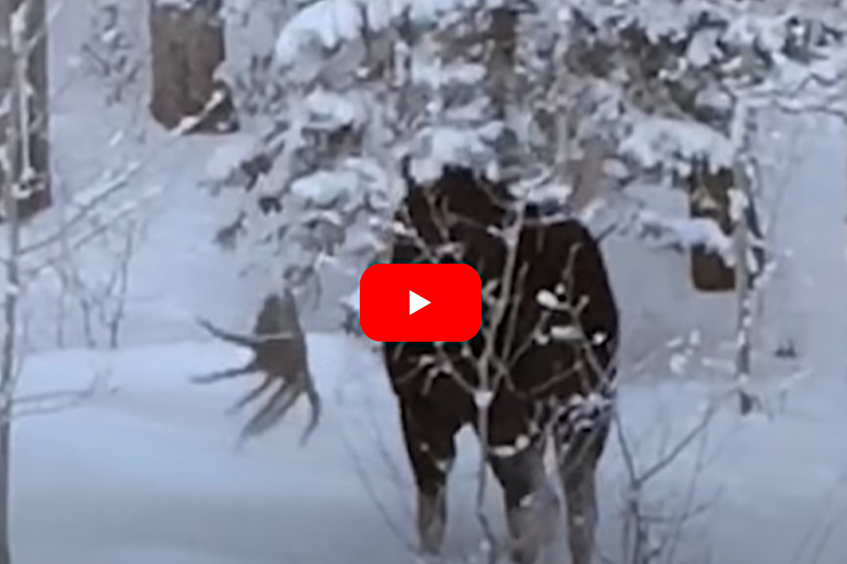 Do Moose Shed Their Antlers