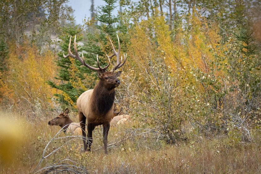 Everything I've Learned Since My First Season of Washington Elk Hunting