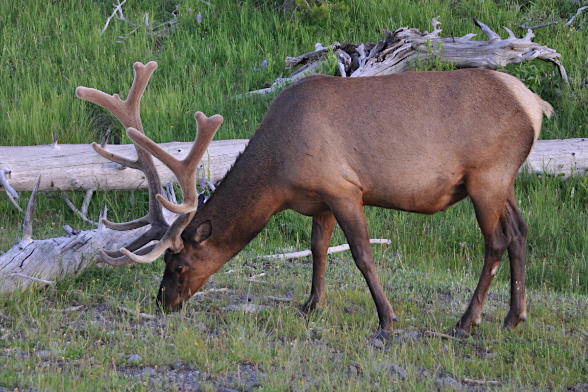 Elk Poached