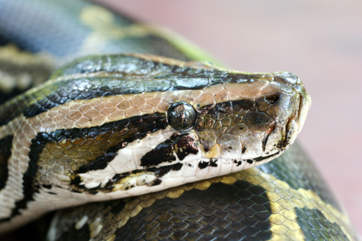 Florida Pythons