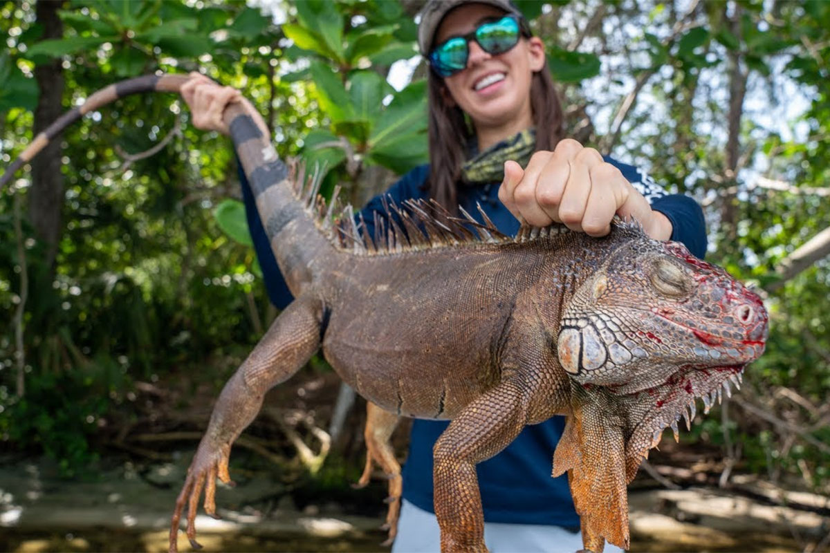 Iguana Hunting