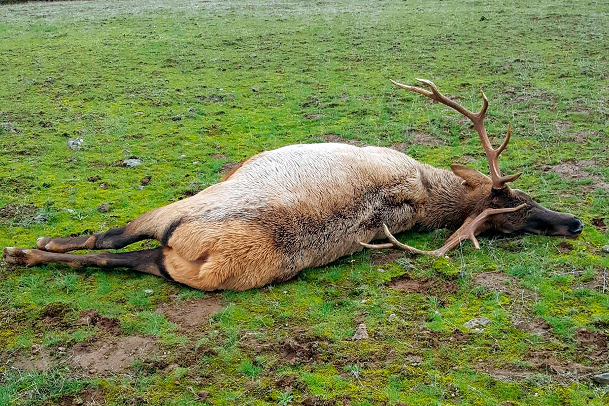 What Happens to Fish and Game Confiscated From Poachers? Wide Open Spaces